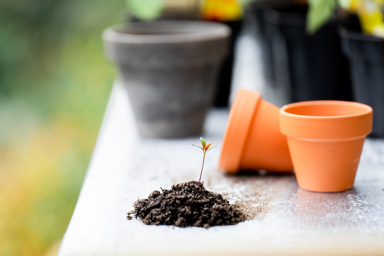 Young seedling sprouting in rich soil