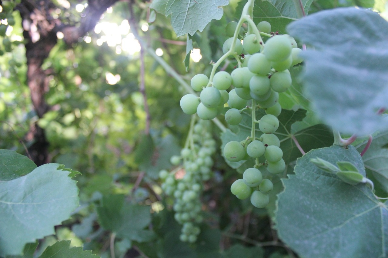 Healthy grape clusters on a vine