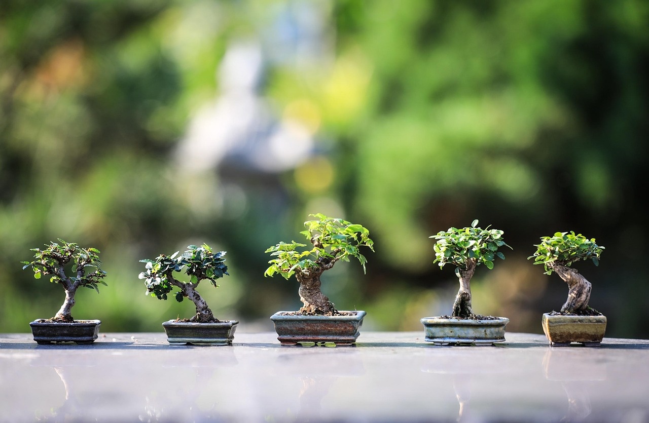 Collection of carefully tended bonsai trees
