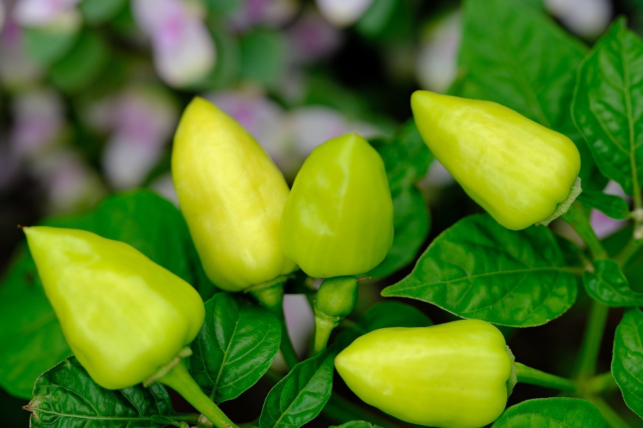 Fresh green chili peppers on the plant