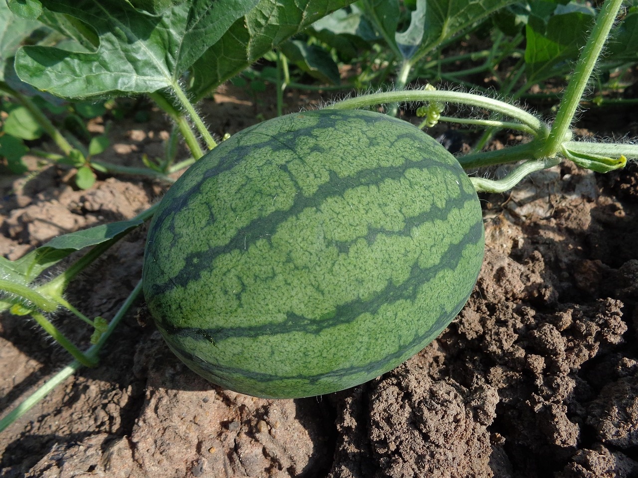 Young watermelon growing on the vine