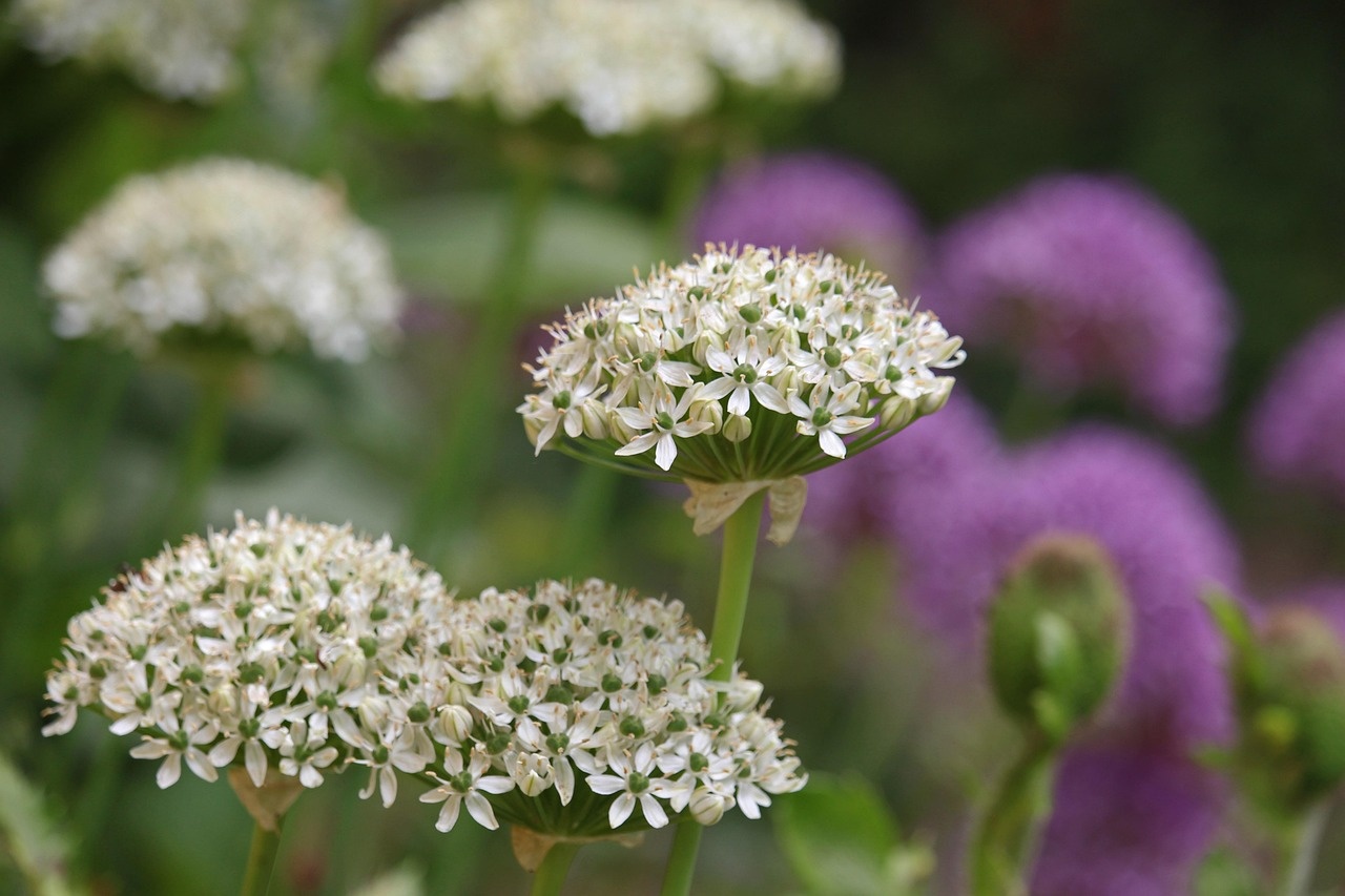 Blooming allium flower garden after renovation
