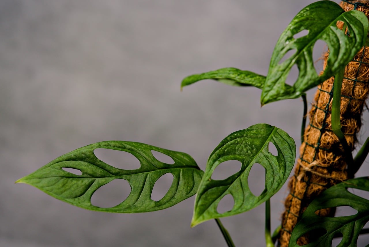 Monstera plant climbing a moss pole