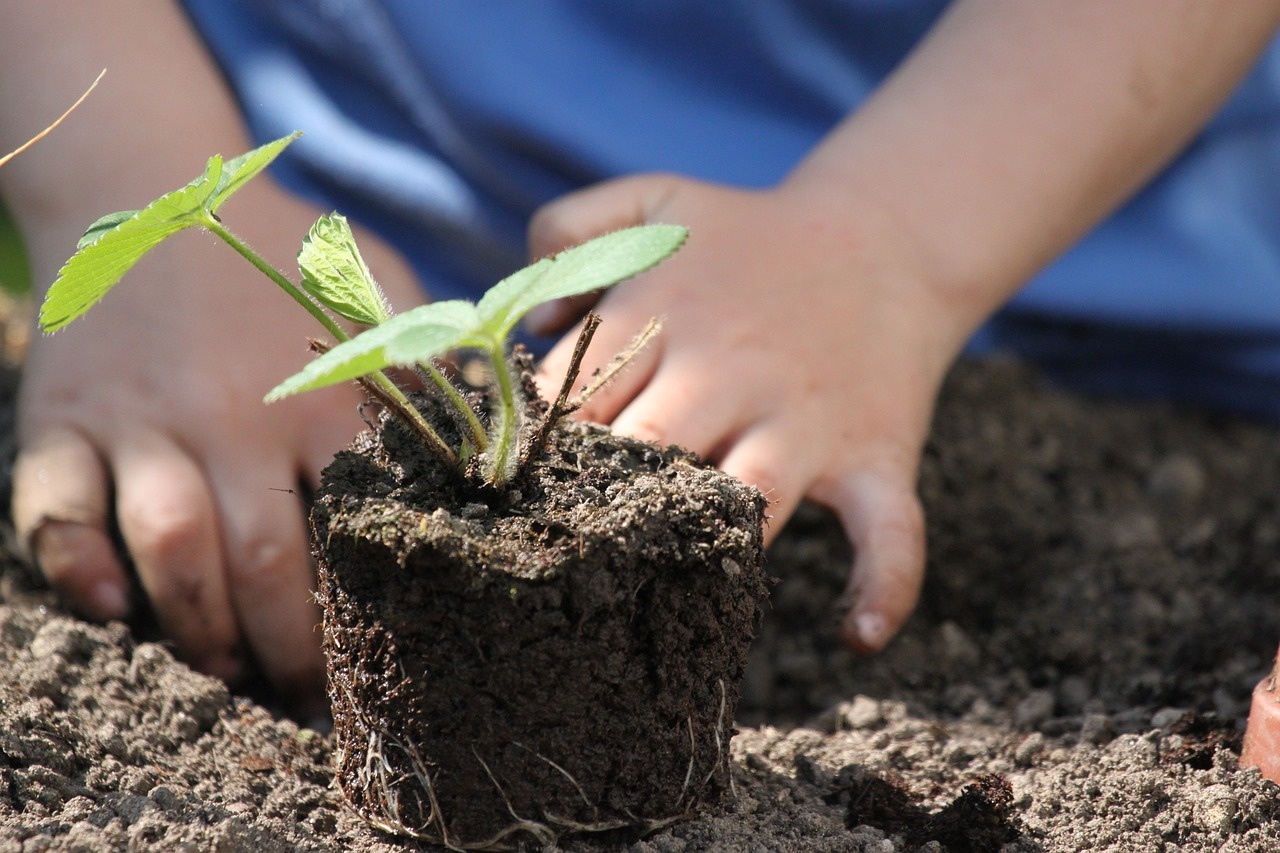 Hands planting a healthy seedling