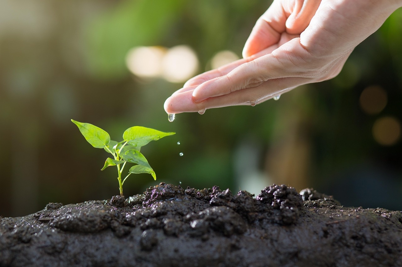 Hand watering a young plant